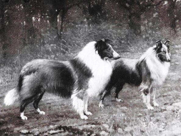 Scotch Collies